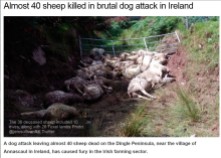 dead-sheep-killed-by-dogs