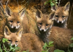 fox-cubs-88456