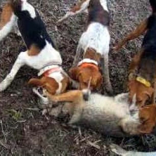 hounds-attacking-fox-449876