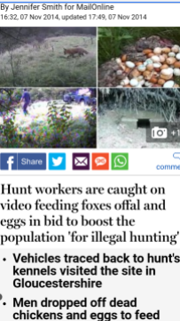 hunts-feeding-foxes-228812