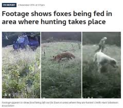 hunts-feeding-foxes-88234