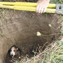 Terrier-down-hole-88245