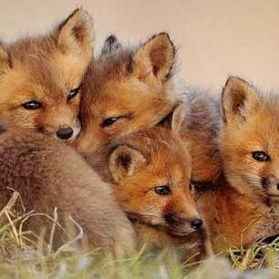 fox-cubs-99221