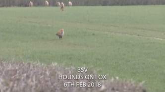 fox-running-from-hounds