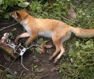 fox-in-trap-8834