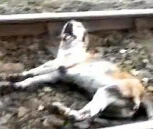 hound-run-over-by-train-22233