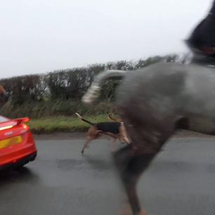 hounds-and-horses-on-road