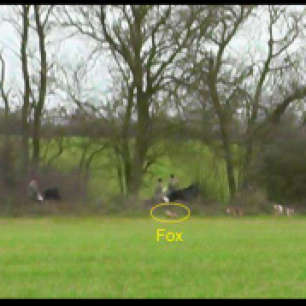 hunt-chasing-fox-7776